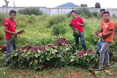 El huerto comunitario en Guatemala produjo remolacha, tomate, zanahoria, cebolla y más, verduras que fueron vendidas por los jóvenes o donadas al programa de nutrición de Children International.